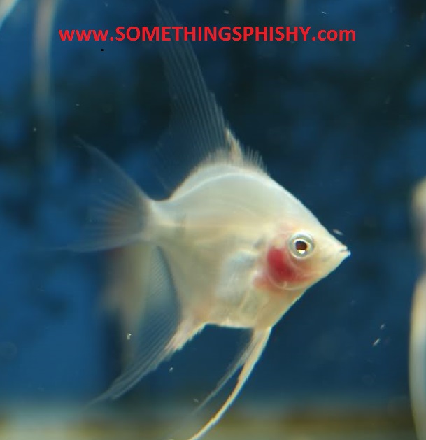 Angelfish - White Blushing - Medium